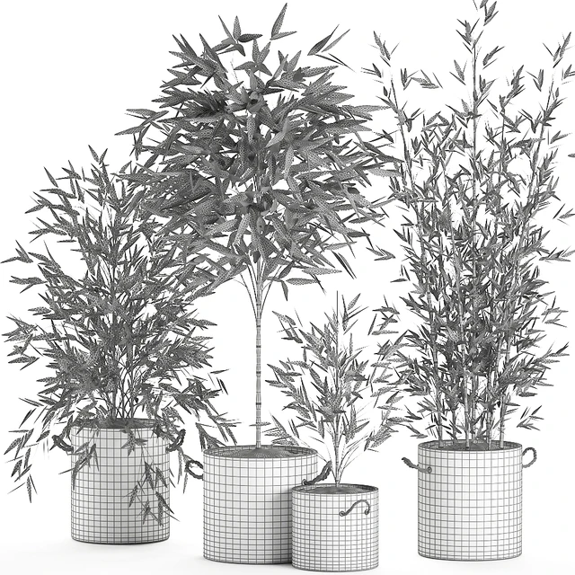 A collection of beautiful small lush bamboo bushes in concrete pots with bamboo handles. Set 596. — Descargar