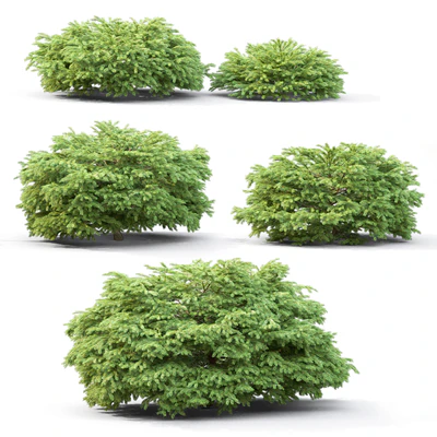 Picea — Ver 2