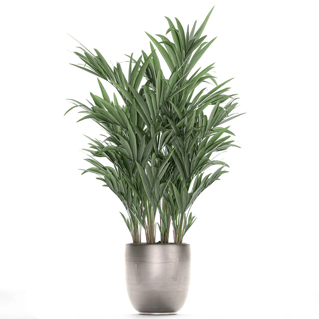 Коллекция красивых декоративных пальм в стильных горшках с Howea forsteriana, пальма Неанта. Набор 696. — Скачать