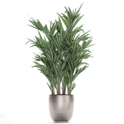 Коллекция красивых декоративных пальм в стильных горшках с Howea forsteriana, пальма Неанта. Набор 696. — Вид 2