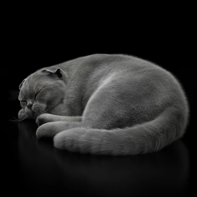 CAT 6 VRay — Ver 1