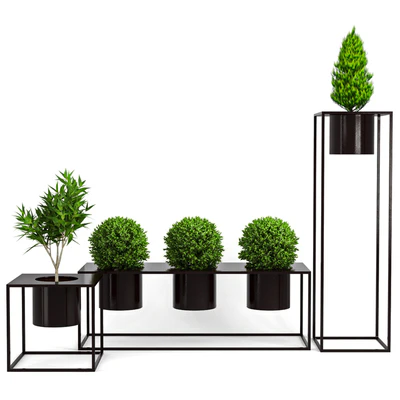 Box Plant — Вид 1