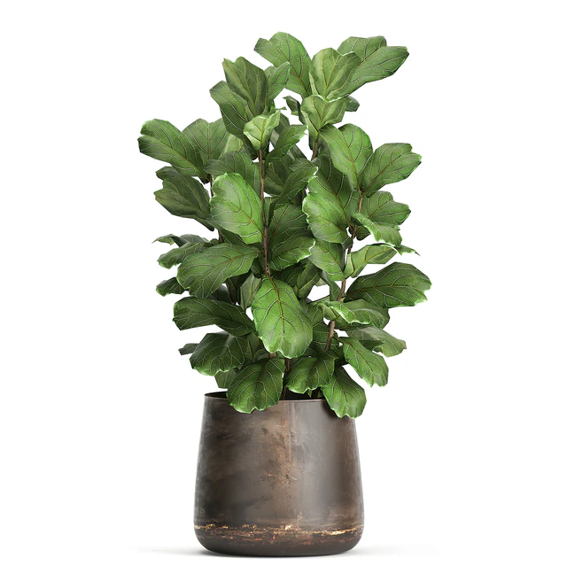 Collection of plants in outdoor metal rusty pots Tree, Banana palm, Ficus lyrata. Set 942. — Descargar