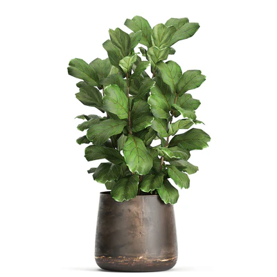 Collection of plants in outdoor metal rusty pots Tree, Banana palm, Ficus lyrata. Set 942. — Ver 4