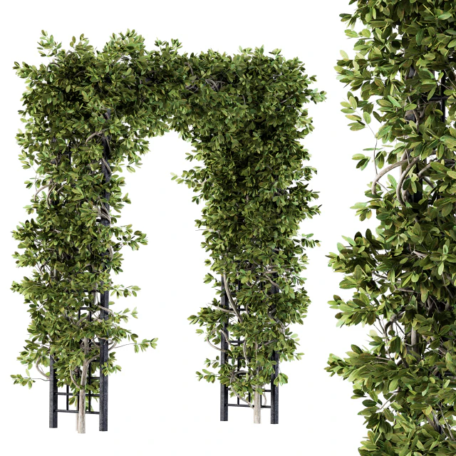 Outdoor Plant Set 121 - Pergola Ivy — Скачать
