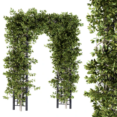 Outdoor Plant Set 121 - Pergola Ivy — Вид 1