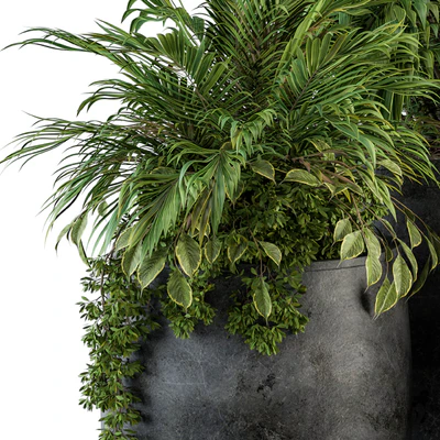 indoor Plant Set 113 - Black Pot — Вид 4