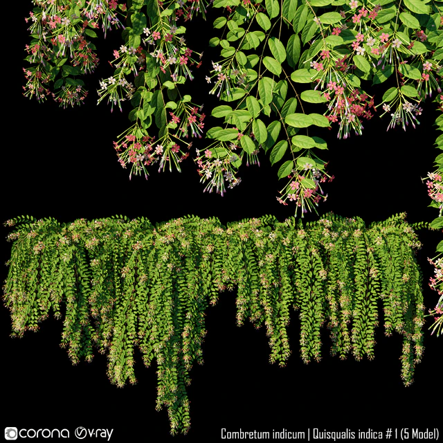 Combretum indicum | Quisqualis indica # 1 (5 Model) — Descargar