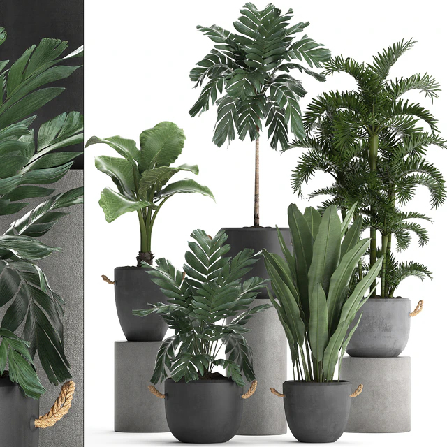A collection of plants in modern black concrete pots with palm Cariota, Areca, banana, alokasia. Set 405. — Descargar