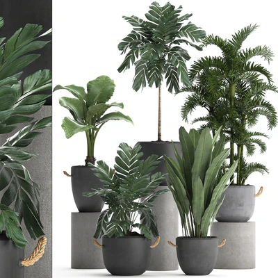 A collection of plants in modern black concrete pots with palm Cariota, Areca, banana, alokasia. Set 405. — Ver 1