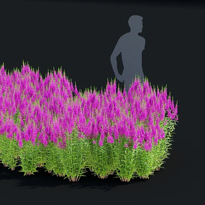Lythrum salicaria flowers | Lythrum salicaria 2 — Ver 4