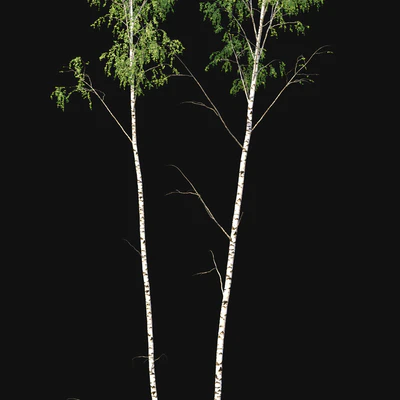 Birch forest part 8 — Ver 3