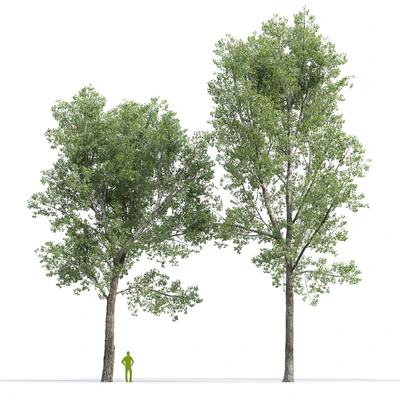 Тополь дельтовидный / Poplar / Populus deltoides #9 — Вид 4