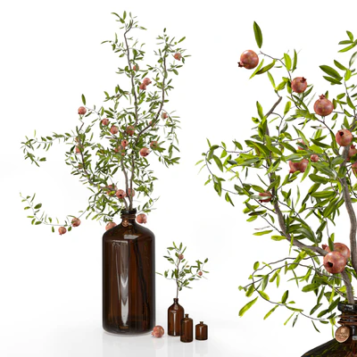 Pomegranate branches in pharmacy bottles — descargar