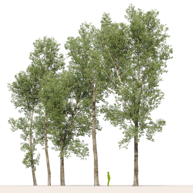 Тополь дельтовидный / Poplar / Populus deltoides #9 — Скачать