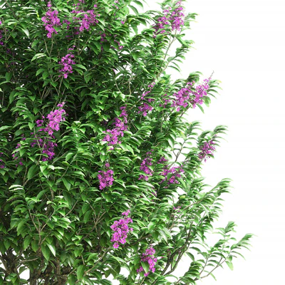 Lagerstroemia speciosa tree — Вид 2
