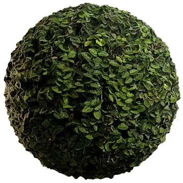 creeping fig 005 — Descargar