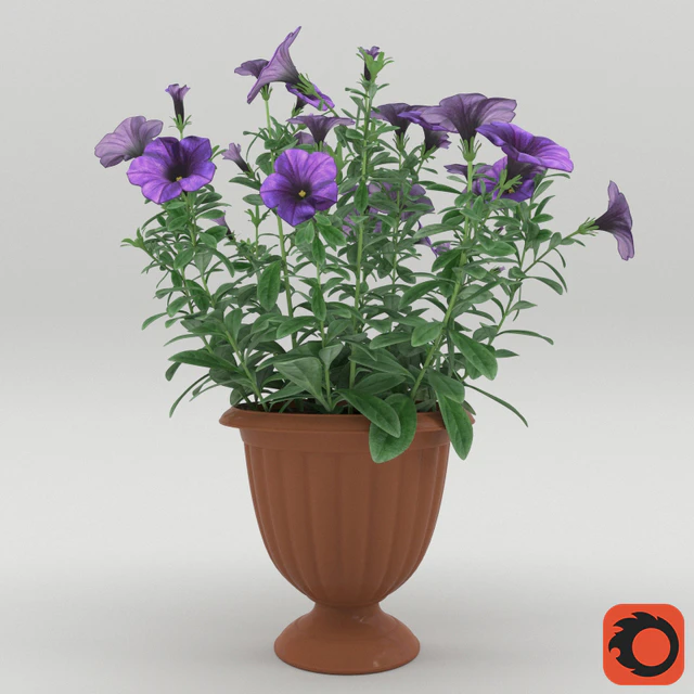 Petunia in a flower pot — Descargar