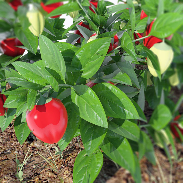 pepper — Скачать