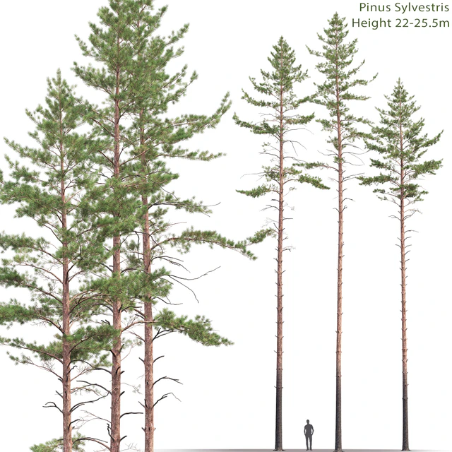 Pine — Descargar