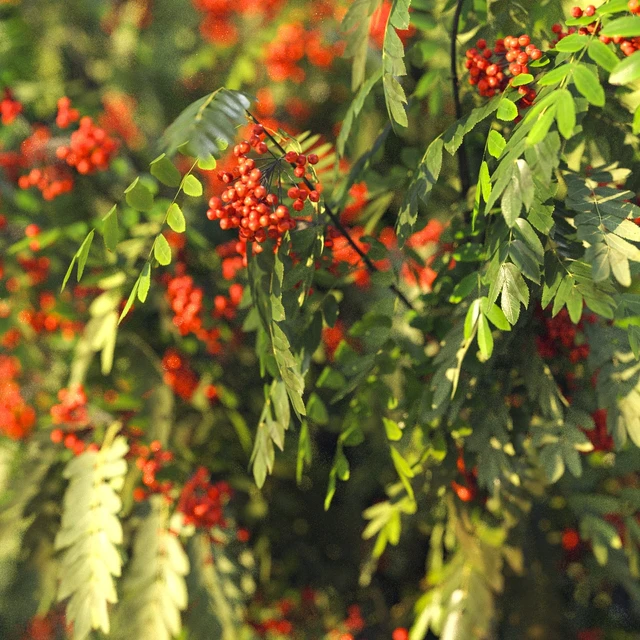 Rowan 4 meters — Descargar