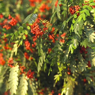 Rowan 4 meters — Ver 5