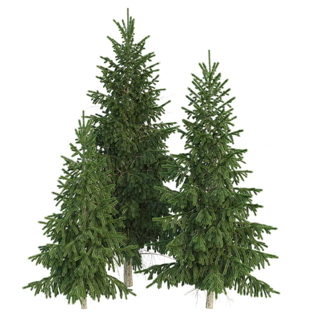 Spruce — Descargar