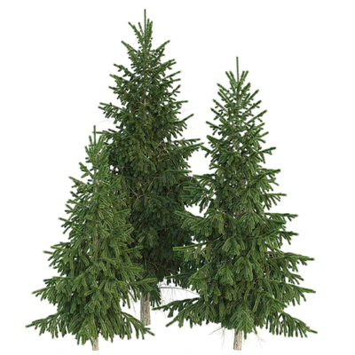 Spruce — Ver 1