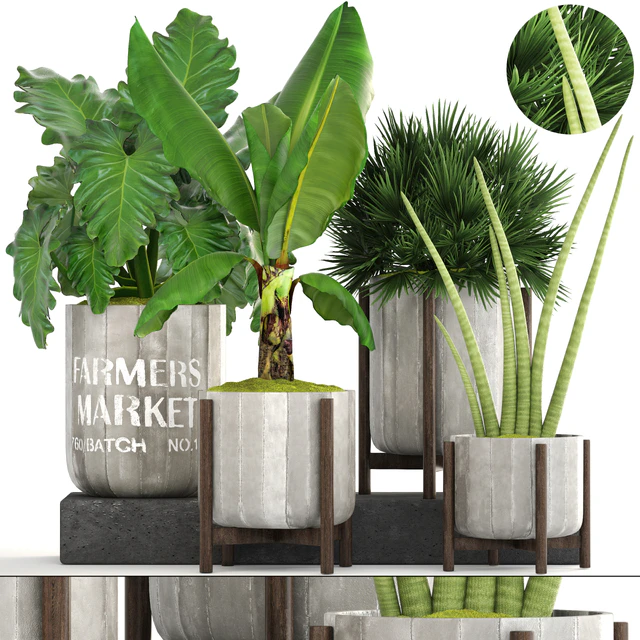 Collection of plants. Concrete pot, flowerpot, banana, chamerops, palm tree, banana, bush, exotic plants, outdoor — Descargar