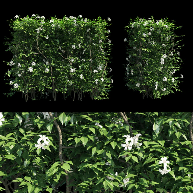 Murraya paniculata hegde — Descargar
