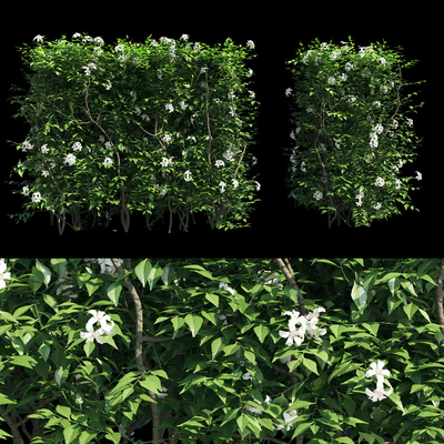 Murraya paniculata hegde — Ver 4