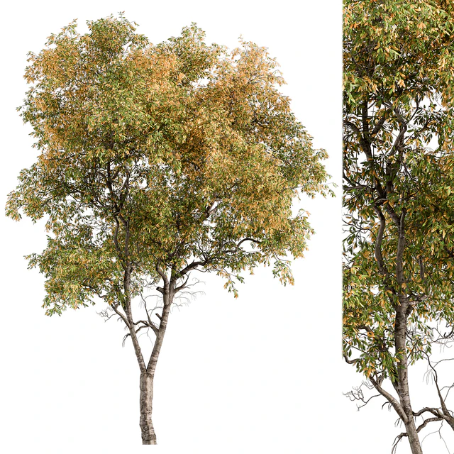 Broadleaf Tree - Tree Set 227 — Descargar