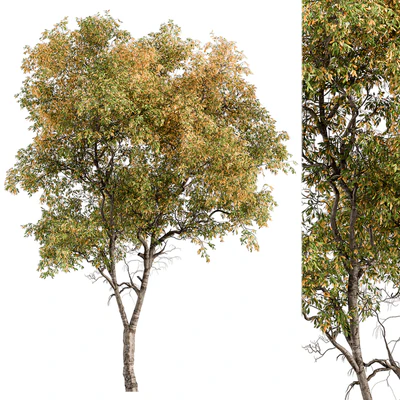 Broadleaf Tree - Tree Set 227 — Ver 3