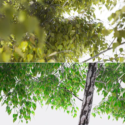 Birch — Ver 2