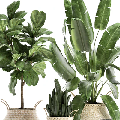 A collection of beautiful plants in black and white baskets with banana palm, Strelitzia, Ficus lirata, cactus. Set 861. — Ver 4