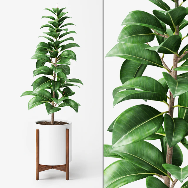 Ficus Elastica 2 — Скачать