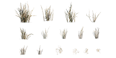 arid weed 001 — download