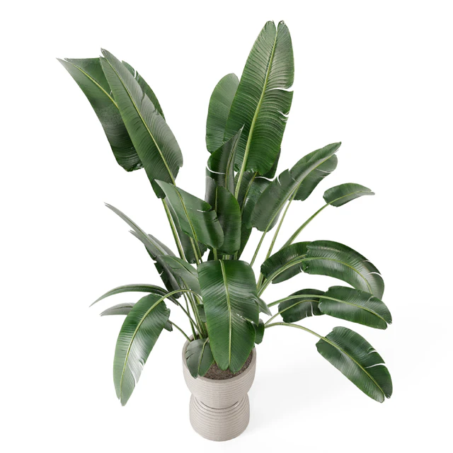 Indoor Plants  in rusty Concrete Pot - Set 298 — Скачать