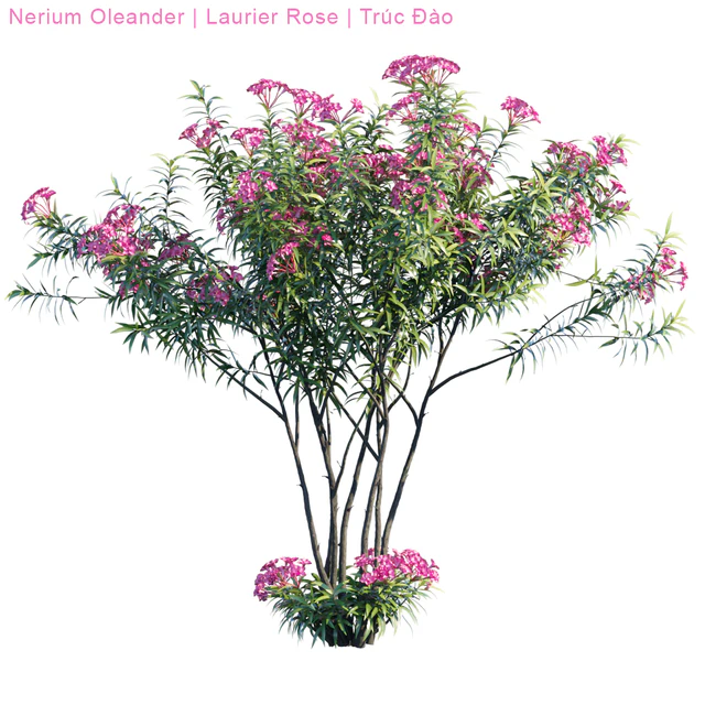 Nerium Oleander | Laurier rose — Descargar