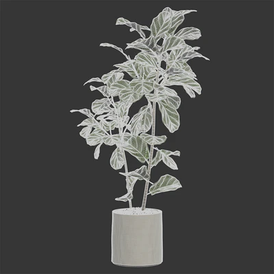 Ateliervierkant - Pot CL40 and Ficus Lyrata plant — Ver 3