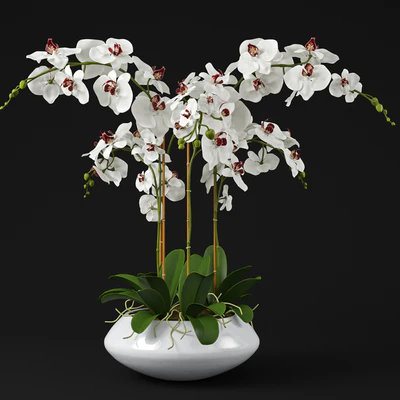Orchid 11 — Ver 1