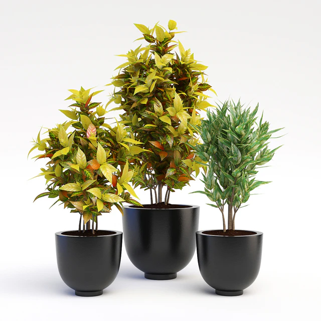 Codiaeum Variegatum — Descargar
