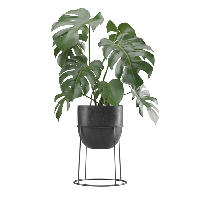 Indoor Plants Pack 15 — Descargar