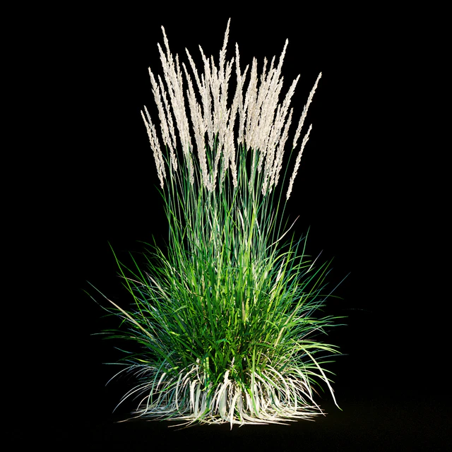 Feather reed grass — Descargar