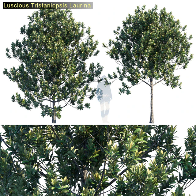 Tristanopsis Laurina # 2 — Descargar
