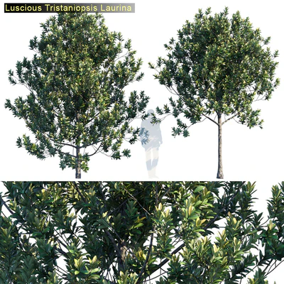 Tristanopsis Laurina # 2 — Ver 1