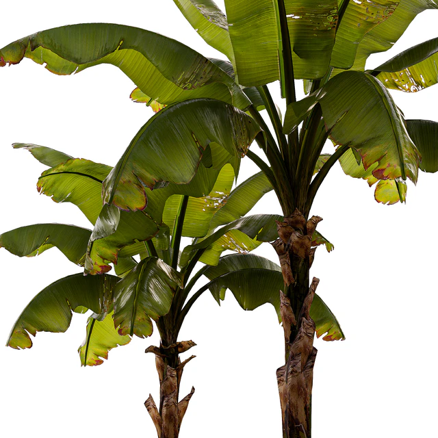 banana palm — Descargar