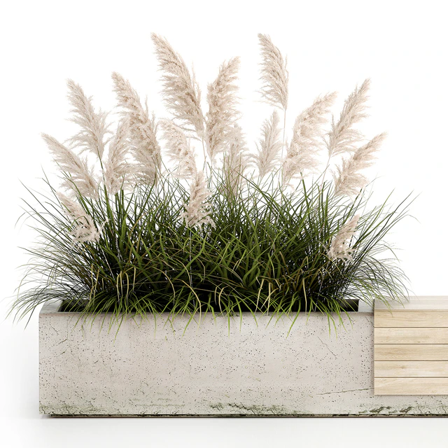 Bench flowerbed for the urban environment in a concrete flowerpot with bushes of reeds and pampas grass, Cortaderia. 1144. — Descargar