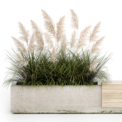 Bench flowerbed for the urban environment in a concrete flowerpot with bushes of reeds and pampas grass, Cortaderia. 1144. — Ver 5