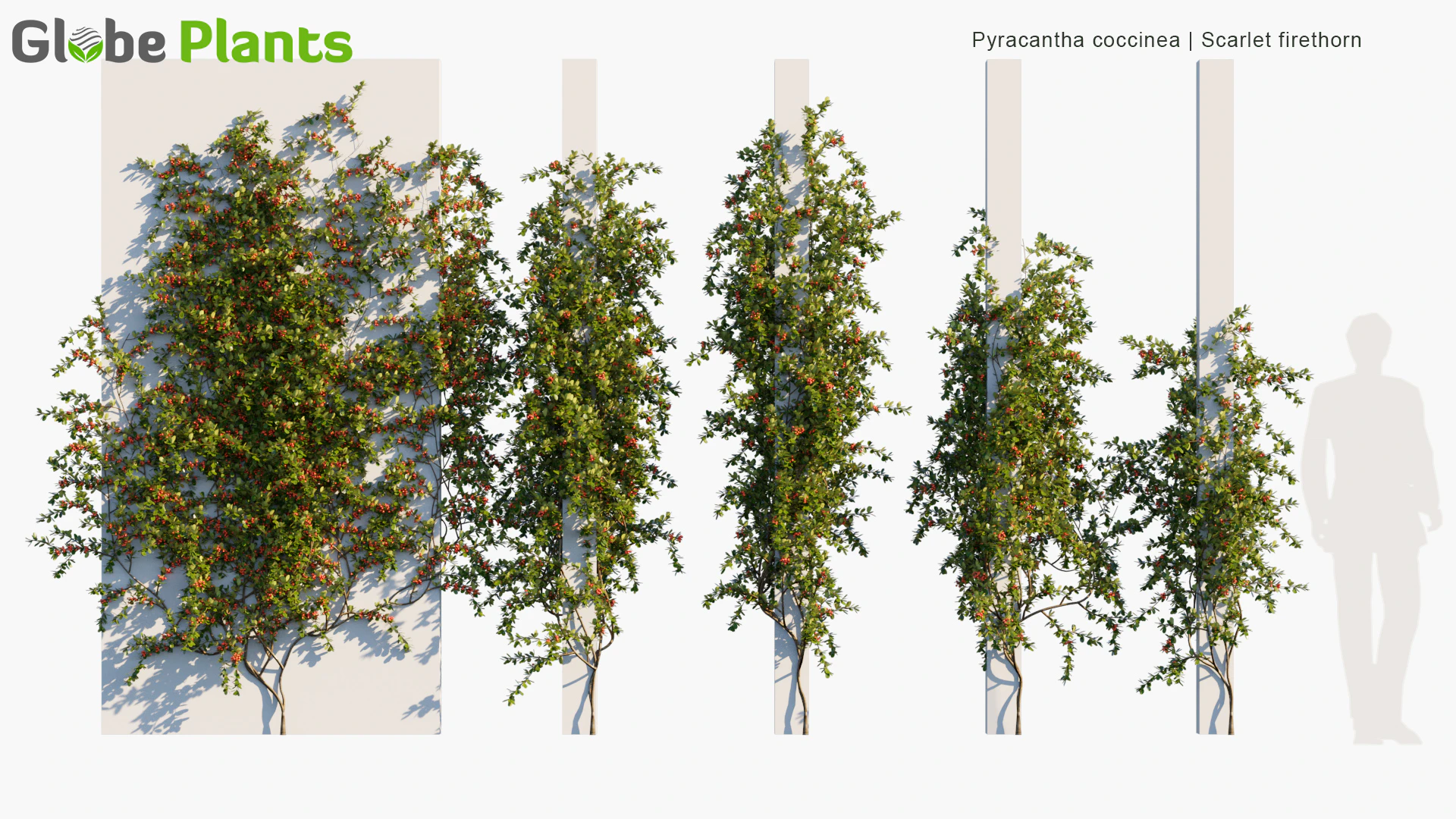 pyracantha coccinea — Скачать